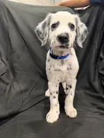 Blue Male, a male Dalmatian for sale in Dallas, TX – 3 of 8