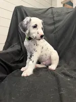 Lime Green Male, a male Dalmatian for sale in Dallas, TX – 8 of 8