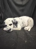 Red Male, a male Dalmatian for sale in Dallas, TX – 3 of 8