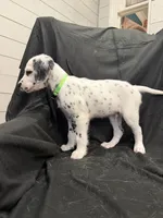 Lime Green Male, a male Dalmatian for sale in Dallas, TX – 7 of 8