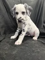 Black Male, a male Dalmatian for sale in Dallas, TX – 8 of 8
