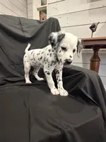Mint Green Female, a female Dalmatian for sale in Dallas, TX – 5 of 7