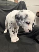 Yellow Female, a female Dalmatian for sale in Dallas, TX – 3 of 8