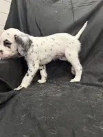 Hot Pink Female, a female Dalmatian for sale in Dallas, TX – 7 of 8