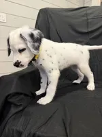 Yellow Female, a female Dalmatian for sale in Dallas, TX – 6 of 8