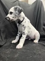Black Male, a male Dalmatian for sale in Dallas, TX – 3 of 8
