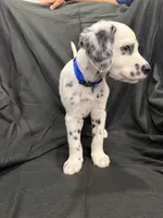 Blue Male, a male Dalmatian for sale in Dallas, TX – 4 of 8