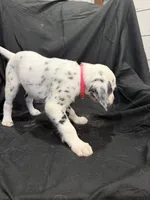 Hot Pink Female, a female Dalmatian for sale in Dallas, TX – 3 of 8