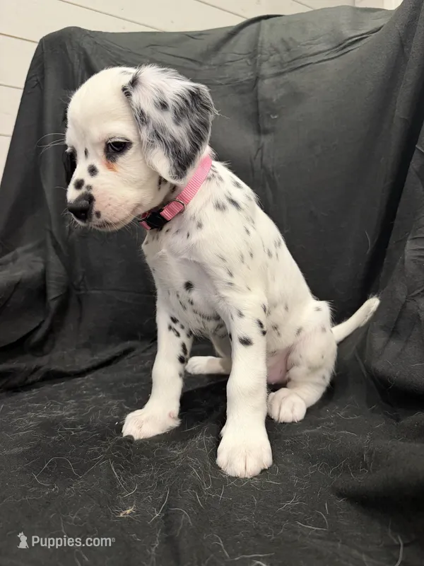 Light Pink Female – Dalmatian puppy for sale in Dallas, TX