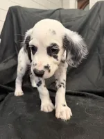 Hot Pink Female, a female Dalmatian for sale in Dallas, TX – 2 of 8