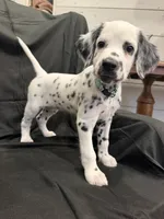 Mint Green Female, a female Dalmatian for sale in Dallas, TX – 2 of 7