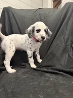 Hot Pink Female, a female Dalmatian for sale in Dallas, TX – 4 of 8