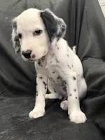 Light Purple Female, a female Dalmatian for sale in Dallas, TX – 4 of 8