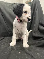 Light Pink Female, a female Dalmatian for sale in Dallas, TX – 5 of 8