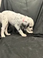 Hot Pink Female, a female Dalmatian for sale in Dallas, TX – 8 of 8