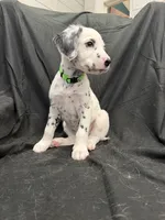 Lime Green Male, a male Dalmatian for sale in Dallas, TX – 6 of 8