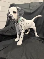 Mint Green Female, a female Dalmatian for sale in Dallas, TX – 6 of 7
