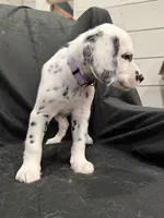 Light Purple Female, a female Dalmatian for sale in Dallas, TX – 5 of 8