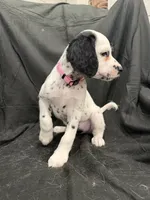 Light Pink Female, a female Dalmatian for sale in Dallas, TX – 6 of 8