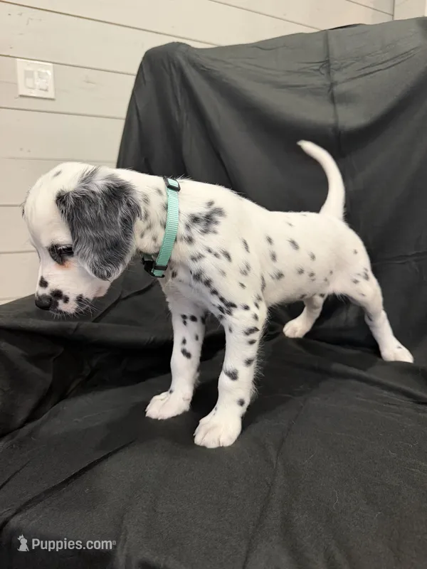 Mint Green Female – Dalmatian puppy for sale in Dallas, TX