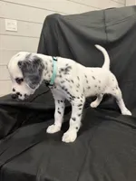 Mint Green Female, a female Dalmatian for sale in Dallas, TX – 1 of 7