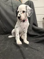 Light Pink Female, a female Dalmatian for sale in Dallas, TX – 7 of 8