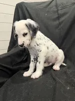 Lime Green Male, a male Dalmatian for sale in Dallas, TX – 4 of 8