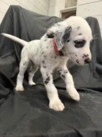 Hot Pink Female, a female Dalmatian for sale in Dallas, TX – 1 of 8