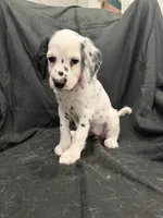 Light Pink Female, a female Dalmatian for sale in Dallas, TX – 4 of 8