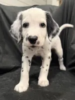 Light Purple Female, a female Dalmatian for sale in Dallas, TX – 7 of 8