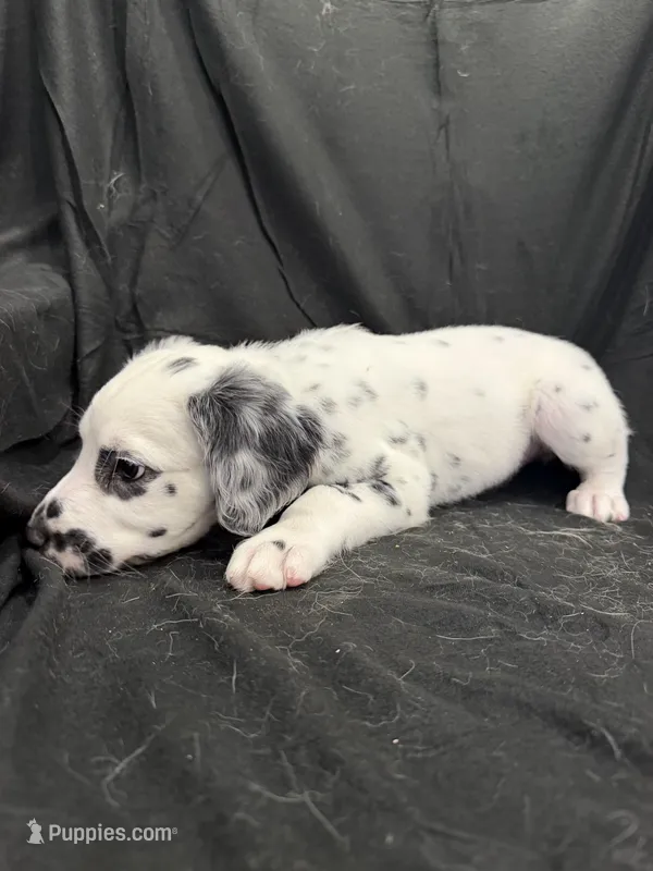 Black Male – Dalmatian puppy for sale in Dallas, TX