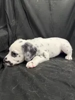 Black Male, a male Dalmatian for sale in Dallas, TX – 1 of 8