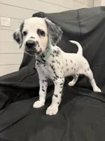 Mint Green Female, a female Dalmatian for sale in Dallas, TX – 7 of 7