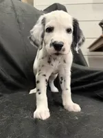 Light Purple Female, a female Dalmatian for sale in Dallas, TX – 2 of 8