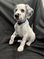 Blue Male, a male Dalmatian for sale in Dallas, TX – 2 of 8