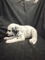 Red Male, a male Dalmatian for sale in Dallas, TX – 8 of 8