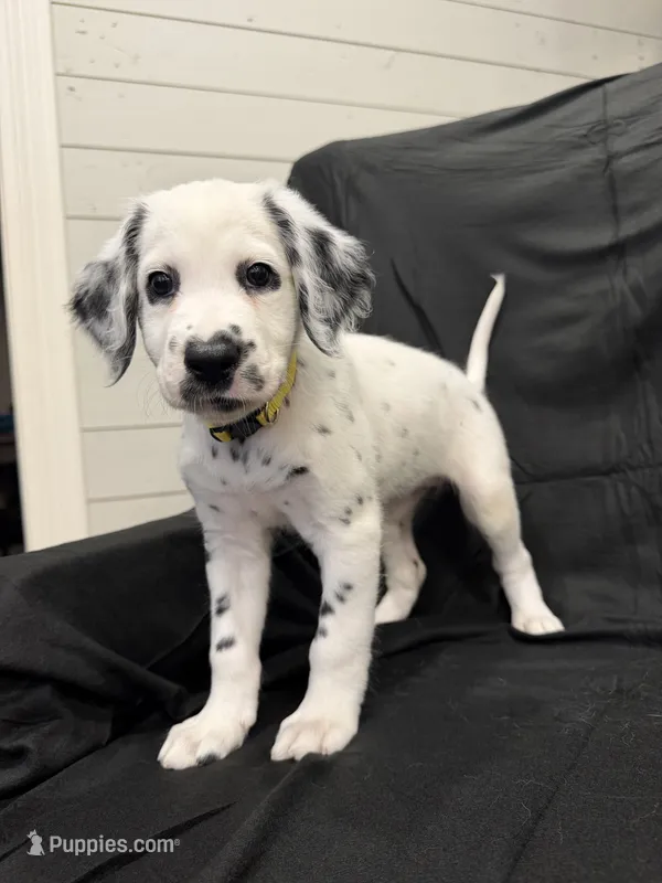 Yellow Female – Dalmatian puppy for sale in Dallas, TX