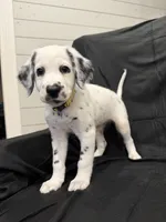 Yellow Female, a female Dalmatian for sale in Dallas, TX – 1 of 8