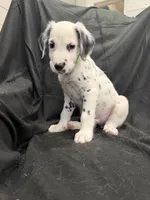 Lime Green Male, a male Dalmatian for sale in Dallas, TX – 5 of 8