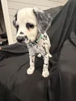 Mint Green Female, a female Dalmatian for sale in Dallas, TX – 4 of 7