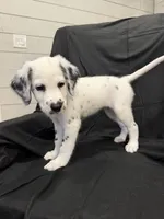 Yellow Female, a female Dalmatian for sale in Dallas, TX – 4 of 8