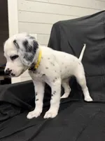 Yellow Female, a female Dalmatian for sale in Dallas, TX – 8 of 8