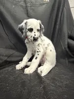 Red Male, a male Dalmatian for sale in Dallas, TX – 7 of 8