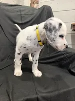 Yellow Female, a female Dalmatian for sale in Dallas, TX – 5 of 8