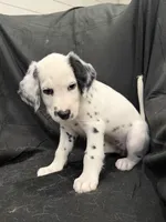 Light Purple Female, a female Dalmatian for sale in Dallas, TX – 3 of 8