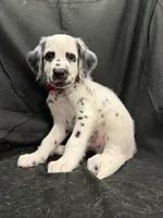 Red Male, a male Dalmatian for sale in Dallas, TX – 6 of 8