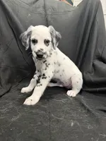 Black Male, a male Dalmatian for sale in Dallas, TX – 4 of 8