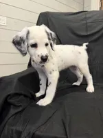 Yellow Female, a female Dalmatian for sale in Dallas, TX – 2 of 8