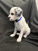 Blue Male, a male Dalmatian for sale in Dallas, TX – 5 of 8