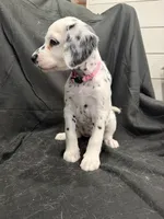 Light Pink Female, a female Dalmatian for sale in Dallas, TX – 3 of 8